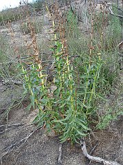 penstemon spectabilis